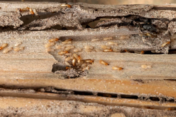 Best Pest Prevention Services  in Pilot Rock, OR